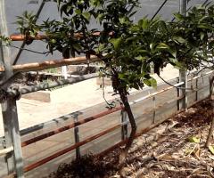 Pink Grapefruit - S1L1P22